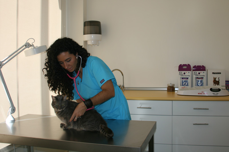 Consulta felina clínica veterinaria pica Sevilla