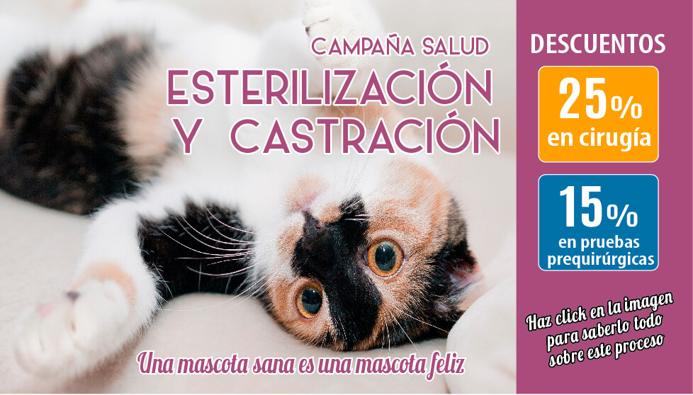 Dispensación Nueve Un fiel 6 Beneficios de la esterilización y la castración en gatos y perros -  Clinica Veterinaria Pica