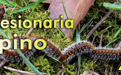 LA PROCESIONARIA DEL PINO