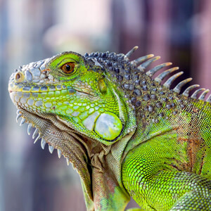 consulta veterinarias para iguana en sevilla