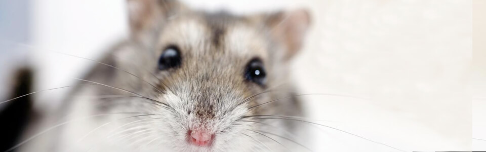 Cuidados veterinarios roedores en sevilla
