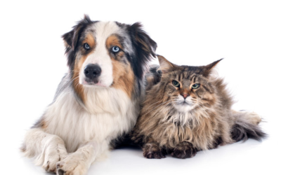 Ventajas y beneficios de la esterilización de mascotas