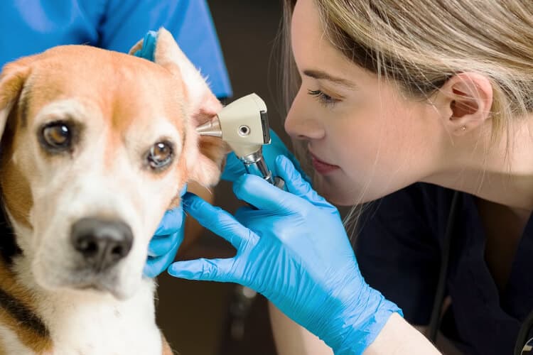 servicios veterinarios para perros gatos y animales exoticos en Sevilla