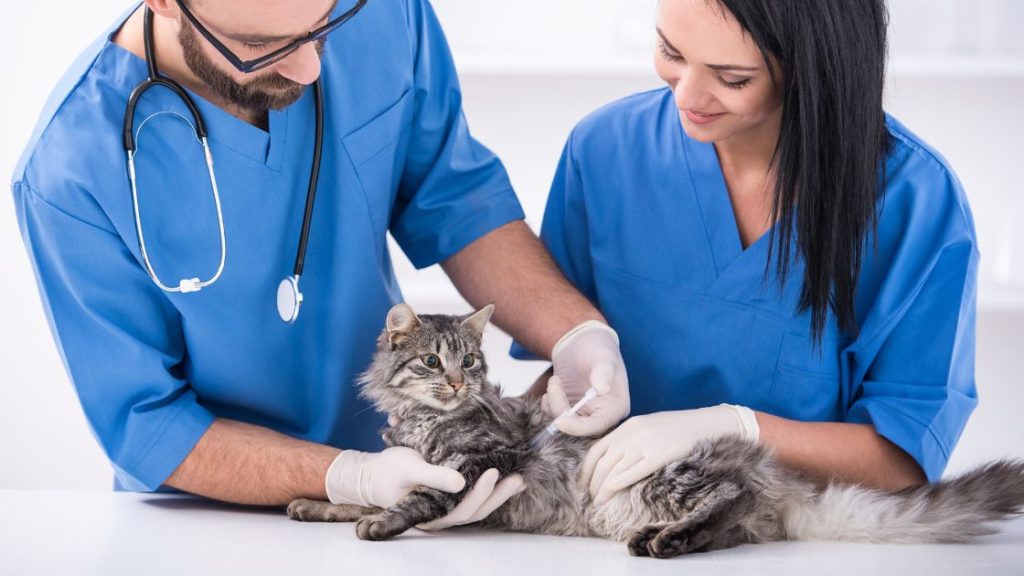 esterilización de mascotas