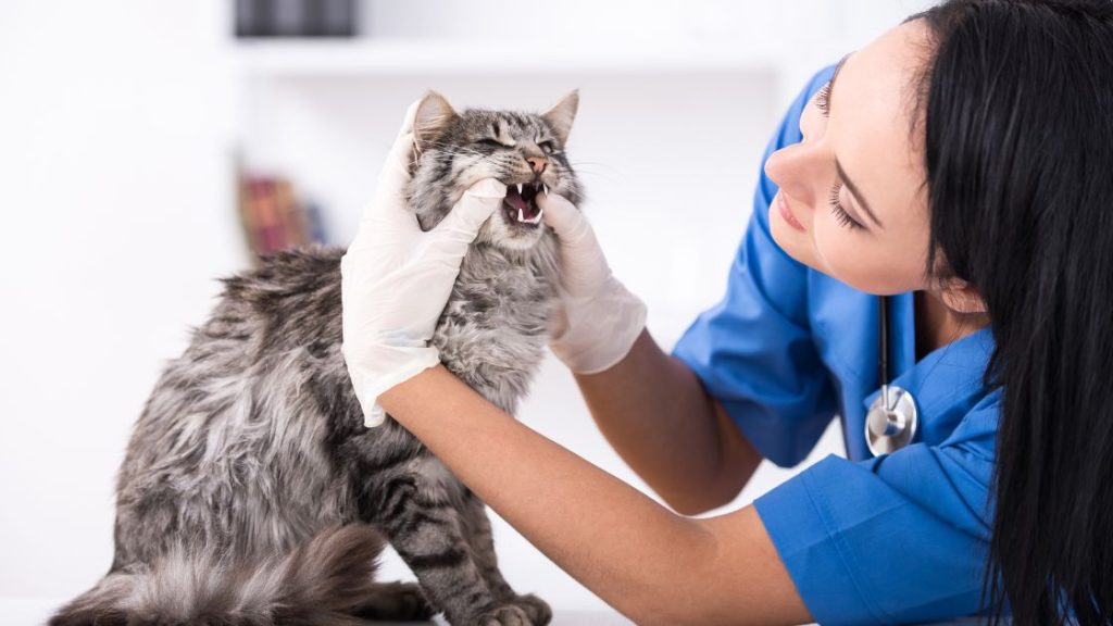 revisión dental de un gato