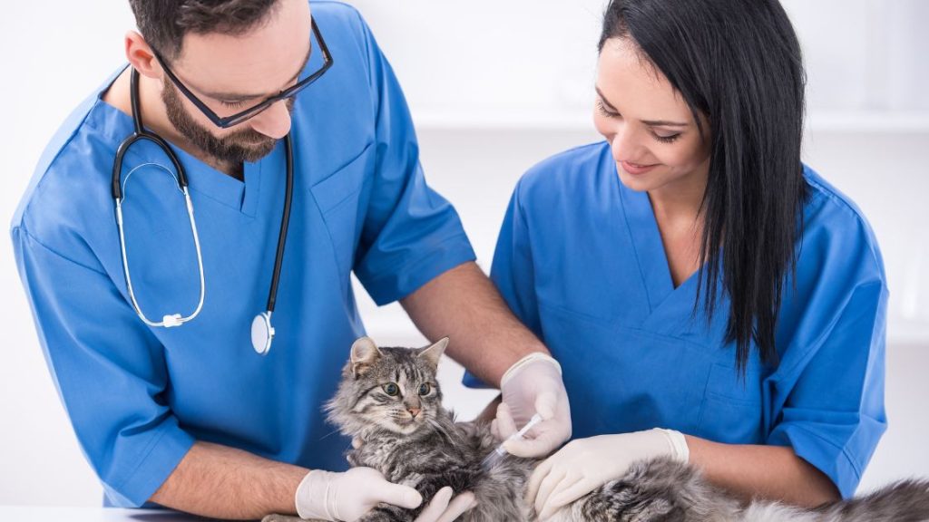 veterinarios cuidando de un gato