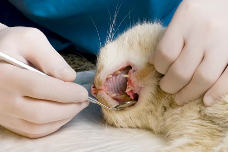 limpieza dental gatos en Sevilla<br />
