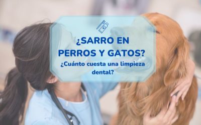 Sarro en perros y gatos: ¿Cuanto cuesta una limpieza dental en Sevilla?