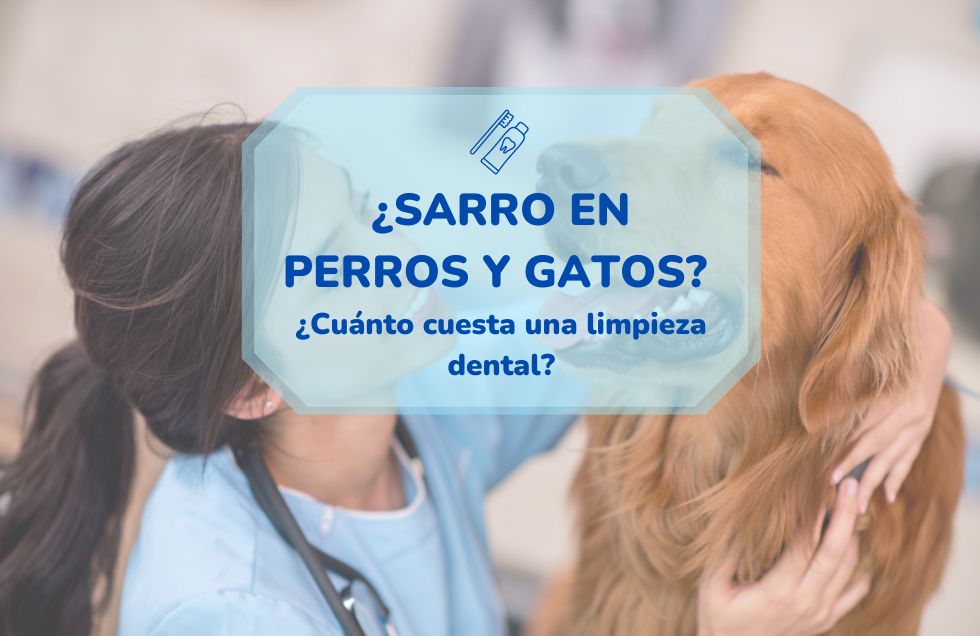 Sarro en perros y gatos: ¿Cuanto cuesta una limpieza dental en Sevilla?