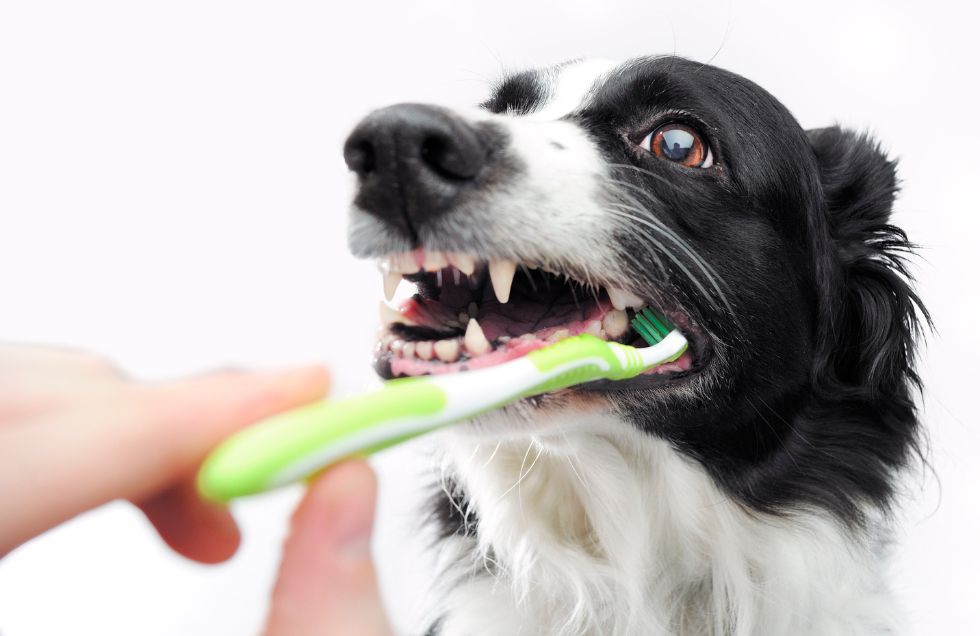 limpieza dental perros veterinario sevilla