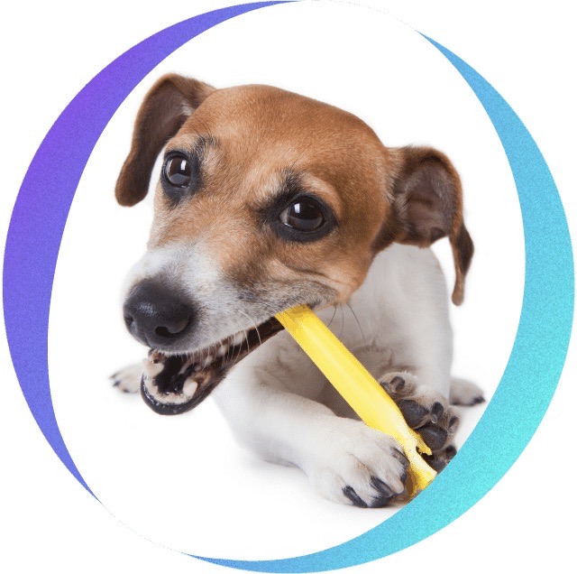 limpieza dental perros veterinario pino montano