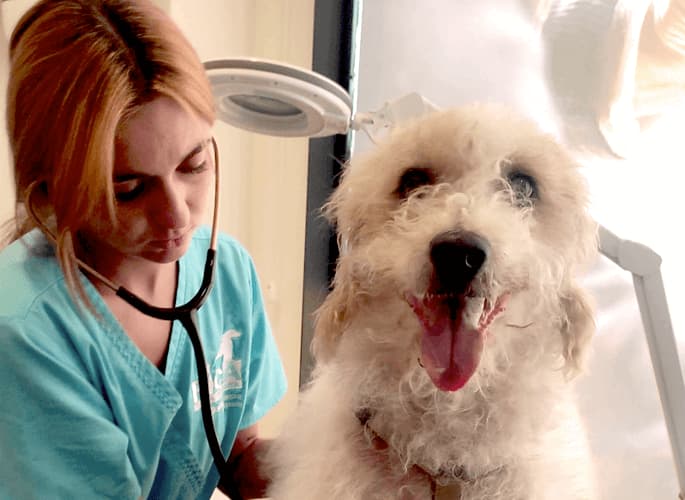 clinica veterinaria en Sevilla para perros