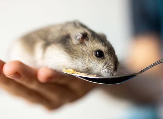 consulta veterianria para roedores en hospital veterinario sevilla