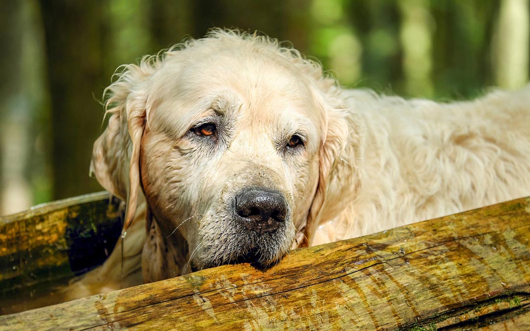 Principales enfermedades en perros ancianos: Cuidados y prevención para nuestros mejores amigos