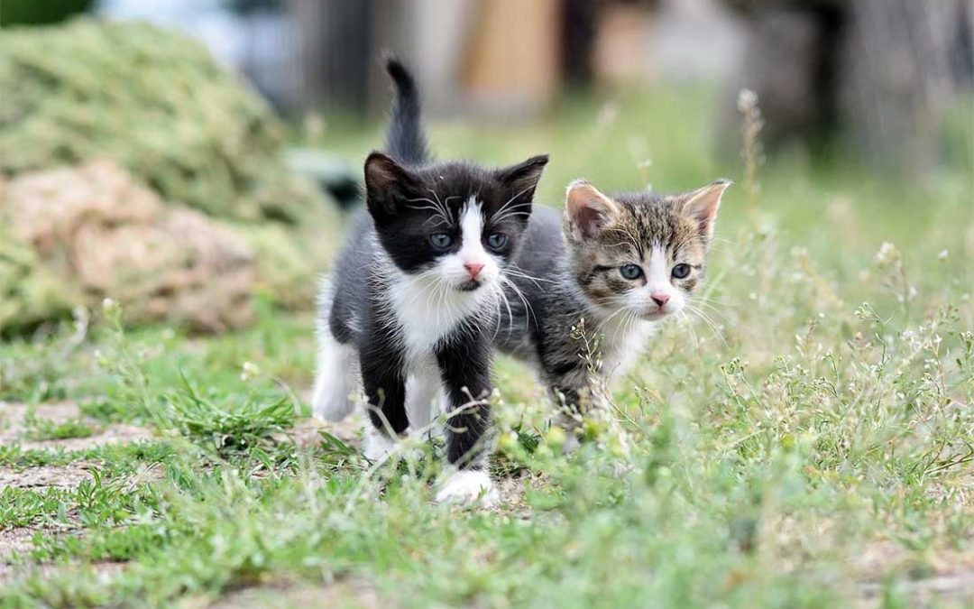 Vacunas obligatorias y recomendadas en Andalucía para gatos: todo lo que necesitas saber