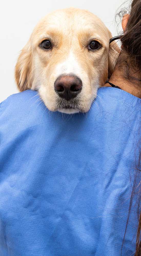 Radiología mascotas Sevilla