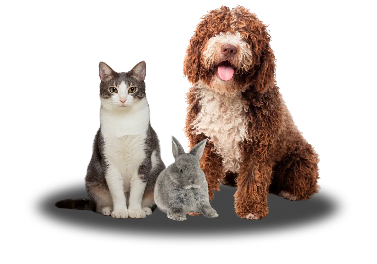 campaña esterilización sevilla 2026